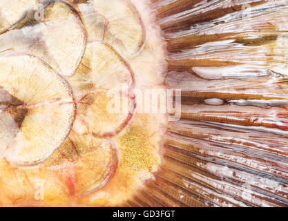 Fischschuppen. Nahaufnahme Bild. Stockfoto