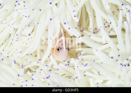 Ein rosa Anemonenfische (Amphiprion Perideraion) schwimmt zwischen den Tentakeln der seinen Wirt Anemone an einem Korallenriff in Indonesien. Stockfoto