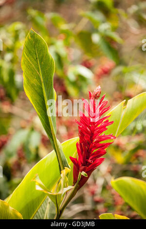 Red Ginger (oder Strauß Plume, Rosa Kegel Ingwer oder Tahiti Red Ginger) wächst in der Doka-Kaffeeplantage in Poas Vulkan Stockfoto