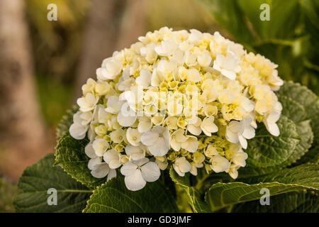 Hortensie Blüte Nahaufnahme auf der Kaffeeplantage Doka im Bereich Alajuela Poas Vulkan in Costa Rica, Zentralamerika Stockfoto