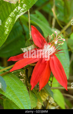 Rote Passionsblume oder Scarlet Passionsblume (Passiflora Coccinea) fand im botanischen Orchideen Garten in La Garita, Costa Rica Stockfoto