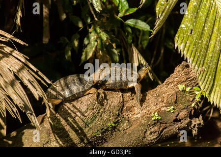 Black River Schildkröten (Rhinoclemmys Funerea) sonnen sich auf einem Baumstamm neben dem Fluss im Nationalpark Tortuguero, Costa Rica Stockfoto