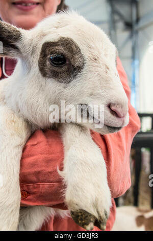 Frau hält ein Katahdin Haar Lamm auf der Mutter Erde News Messe in Puyallup, Washington, USA. Stockfoto