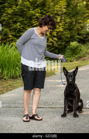 Vito, ein vier Monate altes Schäferhund Welpen sitzen brav auf Kommando auf seiner Einfahrt in Issaquah, Washington, USA Stockfoto