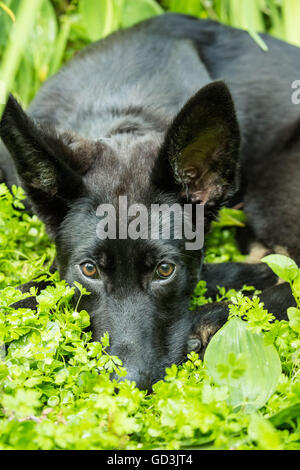 Vito, ein vier Monate altes Schäferhund Welpen genießen, liegen in den kühlen Boden-Decke in seinem Hof in Issaquah, Washington Stockfoto