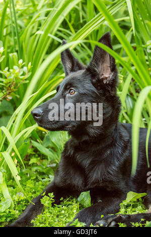 Porträt von Vito, ein vier Monate altes Schäferhund Welpen liegen in der kühlen Bodendecker in seinem Hof in Issaquah, Washington, Stockfoto