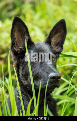 Porträt von Vito, ein vier Monate altes Schäferhund Welpen aus seinem Versteck vor Ort in den hohen Gräsern in seinem Hof Stockfoto
