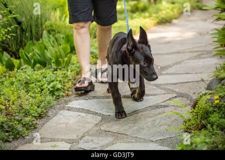 Vito, ein vier Monate altes Schäferhund Welpen gehen für einen Spaziergang mit seinem Besitzer, mit Begeisterung an seiner Leine ziehen Stockfoto