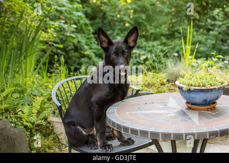 Vito, ein vier Monate altes Schäferhund Welpen genießen, sitzen auf einem Stuhl Terrasse in seinem Hof in Issaquah, Washington, USA Stockfoto