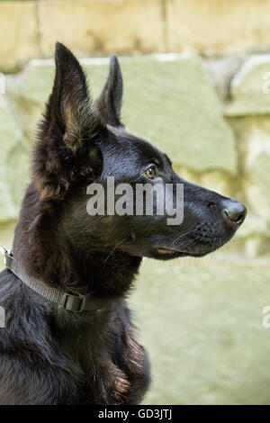 Close-up Portrait von Vito, einen vier Monate alten Schäferhund-Welpen in Issaquah, Washington, USA Stockfoto
