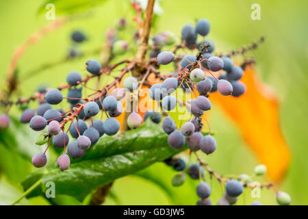 Beeren auf einem hohen Mahonie Strauch in Issaquah, Washington, USA.  Neues Wachstum ist Kupfer gefärbt im Frühjahr. Stockfoto