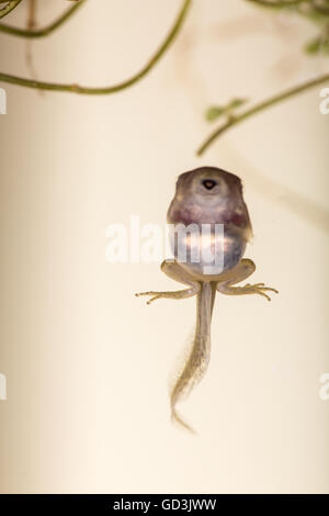 Eine Kaulquappe (auch Kaulquappen oder Kaulquappe genannt) ist das Larvenstadium im Lebenszyklus der ein Amphibium, insbesondere eine her Stockfoto