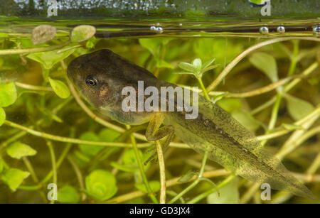 Eine Kaulquappe (auch Kaulquappen oder Kaulquappe genannt) ist das Larvenstadium im Lebenszyklus der ein Amphibium Stockfoto