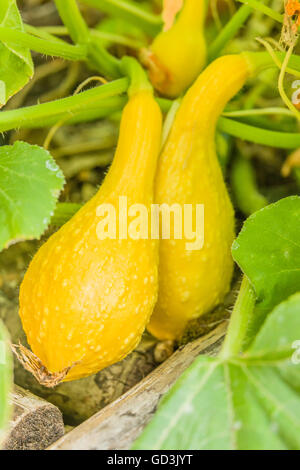 Gelber Crookneck Sommerkürbis wachsen an den Rebstöcken in einem Hochbeet Gemüse Garten in Issaquah, Washington, USA Stockfoto