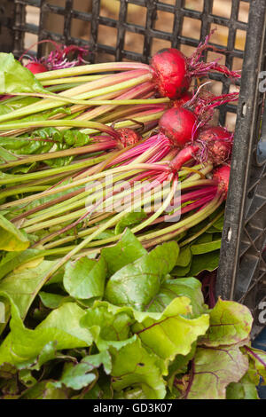 Frisch geerntete Chioggia Rüben ruht in einer Kunststoff Kiste in einem Garten in Bellevue, Washington, USA Stockfoto