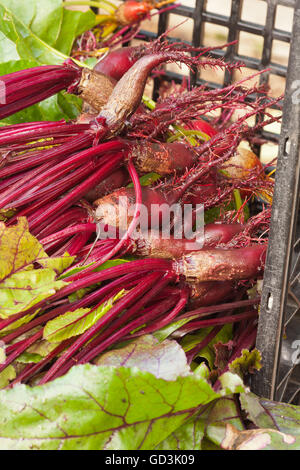 Frisch geerntete zylindrische Rüben ruht in einer Kunststoff Kiste in einem Garten in Bellevue, Washington, USA Stockfoto