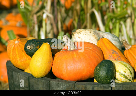 Kürbisse, Kürbisse und Squash in Lauf, mit Mais-Feld im Hintergrund, in der Nähe von Half Moon Bay, Kalifornien, USA Stockfoto