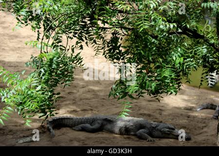 Krokodil auf Sand unter dem Schatten des Baumes in der Nähe von Teich Stockfoto