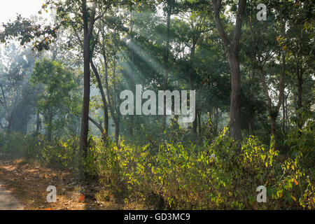 Nationalpark Wald, Bastar, Chhattisgarh, Indien, Asien Stockfoto