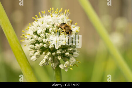 Biene sammelt Nektar auf weiße Blume grün Knauf Stockfoto