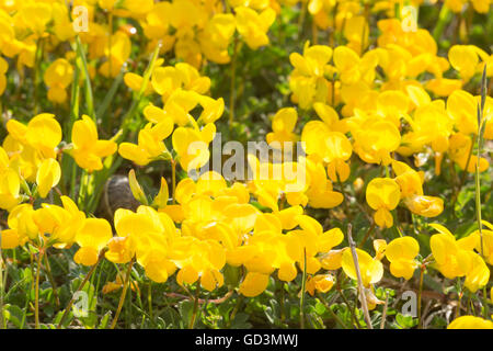 Gemeinsame Vögel-Foot Trefoil - Lotus corniculatus Stockfoto