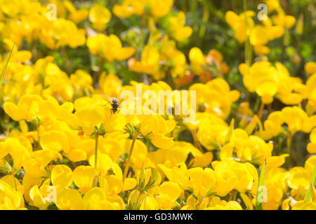 Gemeinsame Vögel-Foot Trefoil - Lotus corniculatus Stockfoto