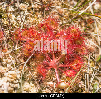 Drosera Rotundifolia - leaved Runde Sonnentau Stockfoto