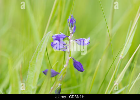 Polygala Vulgaris - gemeinsame Kreuzblume Stockfoto