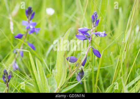 Polygala Vulgaris - gemeinsame Kreuzblume Stockfoto