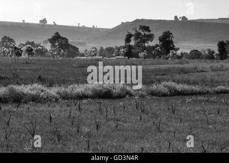 Felder, Bastar, Chhattisgarh, Indien, Asien Stockfoto