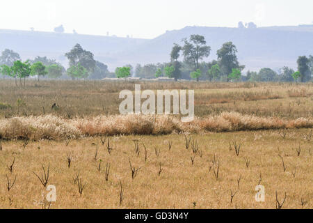 Felder, Bastar, Chhattisgarh, Indien, Asien Stockfoto