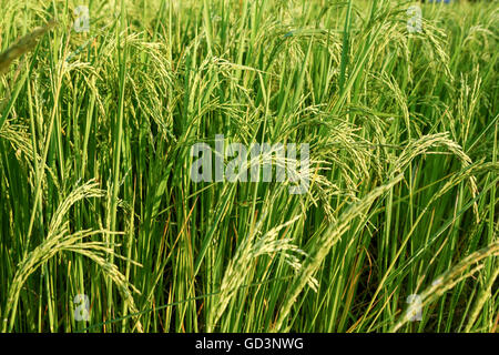 Reisfelder in Bastar, Chhattisgarh, Indien, Asien Stockfoto