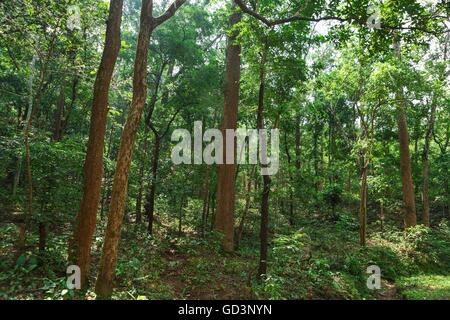 Bastar Wald, Chhattisgarh, Indien, Asien Stockfoto