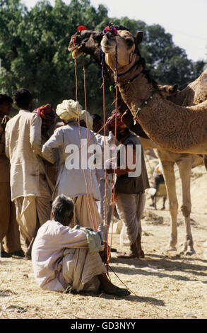 Kamelbesitzer in Pushkar fair Stockfoto