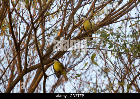 Asuncion, Paraguay. Juli 2016. Ein Paar Passerinvögel (Pitangus suluratus), die auf einem Ast sitzen, wird an sonnigen Tagen in Asuncion, Paraguay, gesehen. Anm.: Andre M. Chang/Alamy Live News Stockfoto