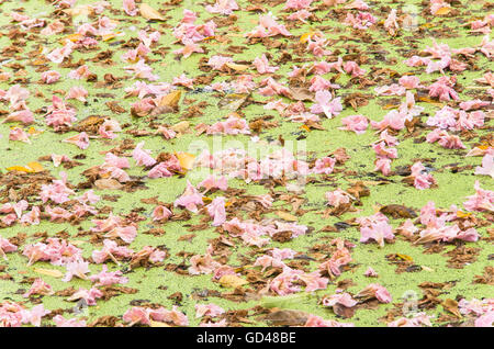 Textur von Tabebuia Rosea im See. rosa Blume, gefallenen Blume. Stockfoto