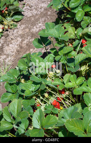 Erdbeerfeld im Frühjahr Stockfoto