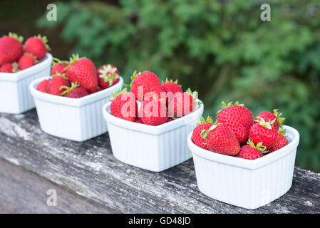 Frisch gepflückt Erdbeeren in weißen Schalen auf einem hölzernen Geländer in Herzform Stockfoto