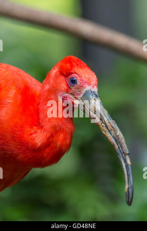 Nahaufnahme der Scarlet Ibis im Zoo. Stockfoto