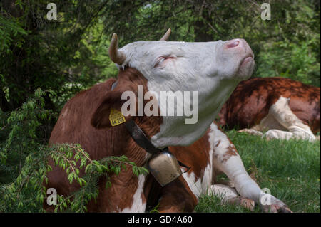 Deutschland, Bayern, Rottach-Egern, 29. Mai 2016. Kühe grasen auf einer Wiese in der Nähe von Rottach-Egern. Stockfoto