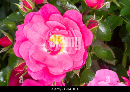 Rosa rose Blume (Rosa sp) und kleine Käfer (Meligethes aeneus) Stockfoto