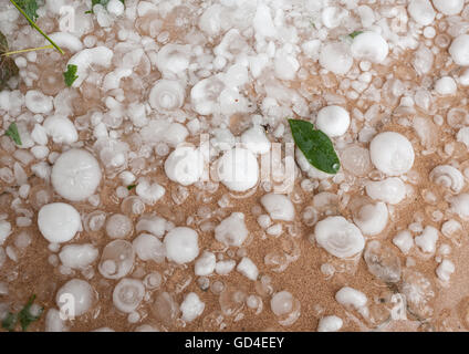 Große Hagelkörner auf dem Boden nach einem Hagelschlag Stockfoto