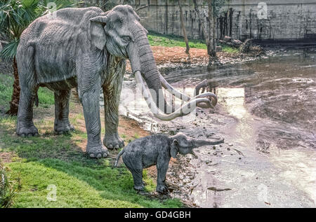 Lebensgroße Fiberglas-Modelle von Mutter und Baby Mammuts aus dem Pleistozän sind am Rand eines Pools von sickert Asphalt gezeigt, die von der Erde vor dem La Brea Tar Pits Museum in Los Angeles, Kalifornien, USA sickert. Über 1 Million Fossilien aus dieser Eiszeit Säugetiere und 650 sind andere Arten, die in solchen Asphalt gefangen im Hancock Park seit den frühen 1900er Jahren ausgegraben worden. Viele von ihnen ging öffentlich zur Schau, als Museum im Jahre 1977 eröffnet. Heutige Besucher sehen Paläontologen im Museum neue fossile Funde für Ausstellung vorzubereiten. Stockfoto