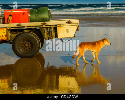 Fraser Island Dingo auf der Suche nach etwas zu essen Stockfoto