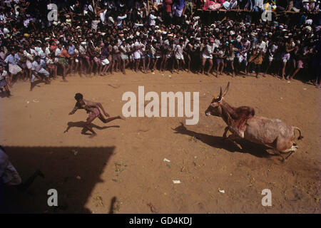 Jallikattu Pongal Festival Stockfoto