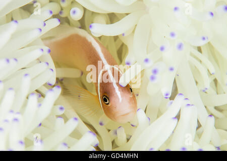 Ein rosa Anemonenfische (Amphiprion Perideraion) schwimmt zwischen den Tentakeln der seine Host-Anemone in einem Korallenriff in Indonesien. Stockfoto