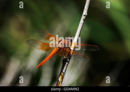 Libelle mittleren Schuss Stockfoto