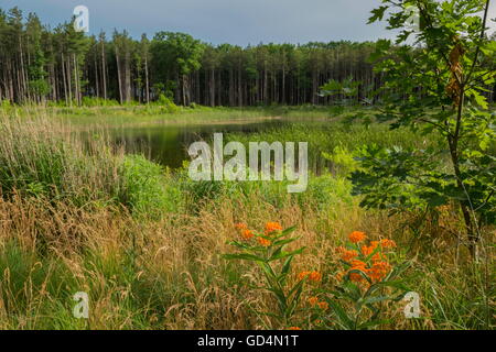 Schmetterling Unkraut und Gräser im Vordergrund, Teich und Rohrkolben und Wald im Hintergrund. Stockfoto