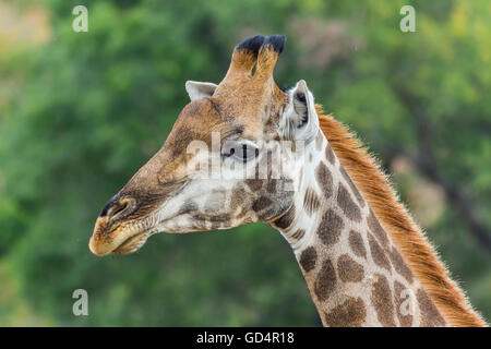 Porträt einer Giraffe im Busch hautnah Stockfoto