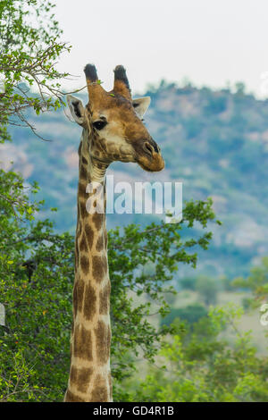 Porträt einer Giraffe im Busch hautnah Stockfoto